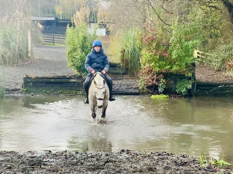 Connemara Caballo castrado 4 años 152 cm Tordo in Mountrath