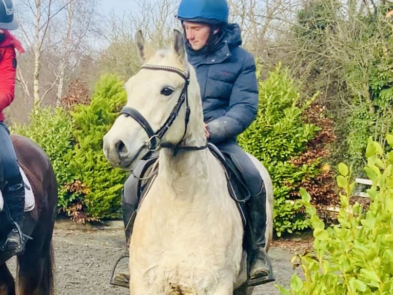 Connemara Caballo castrado 4 años 152 cm Tordo in Mountrath