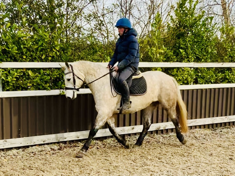 Connemara Caballo castrado 4 años 152 cm Tordo in Mountrath