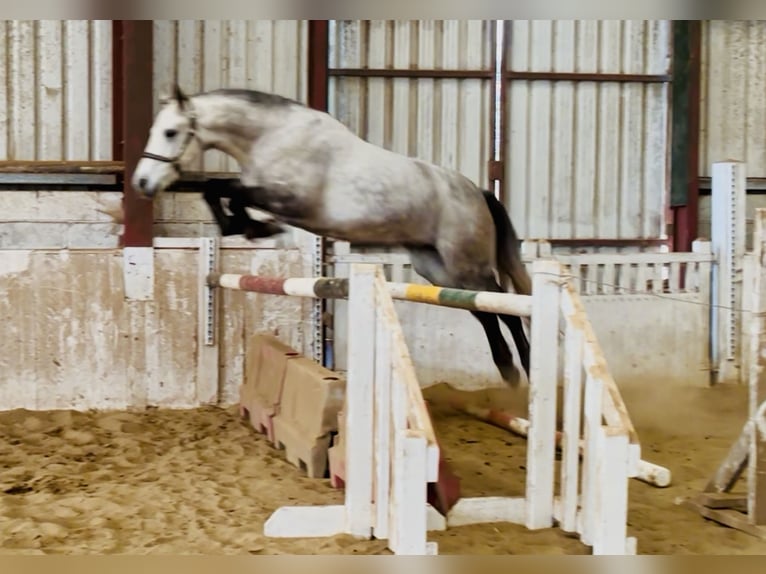 Connemara Caballo castrado 4 años 152 cm Tordo in Mountrath