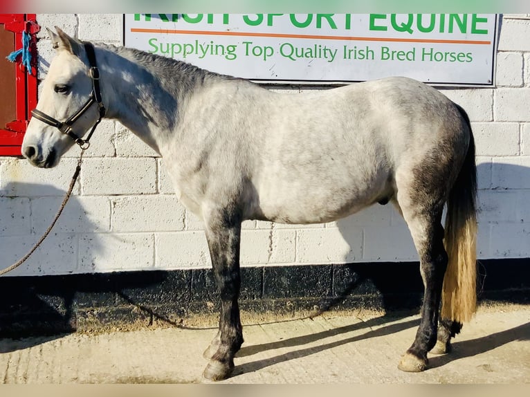 Connemara Caballo castrado 4 años 152 cm Tordo in Mountrath