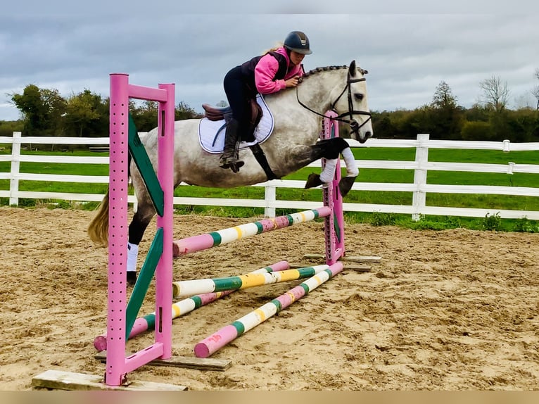 Connemara Caballo castrado 4 años 152 cm Tordo in Mountrath