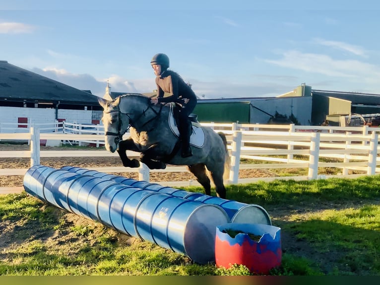 Connemara Caballo castrado 4 años 152 cm Tordo in Mountrath