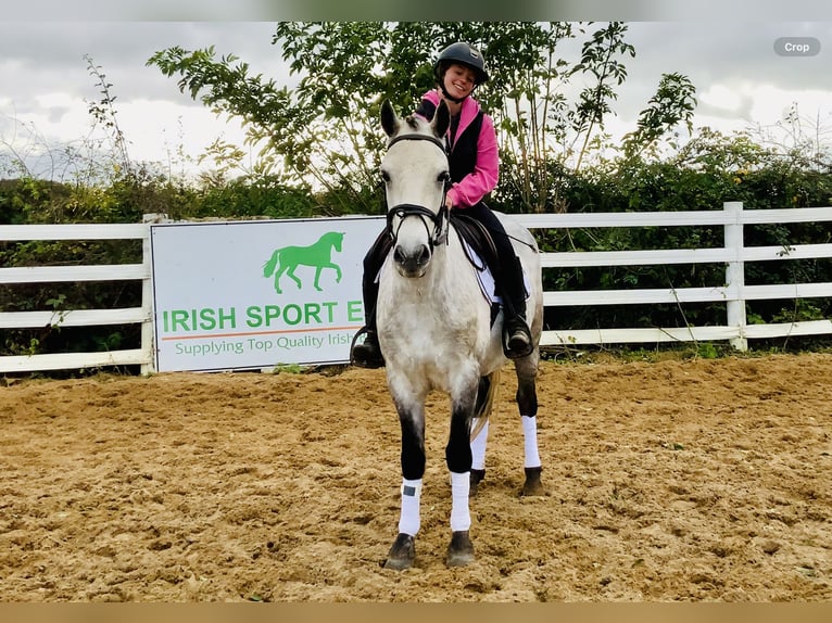 Connemara Caballo castrado 4 años 152 cm Tordo in Mountrath