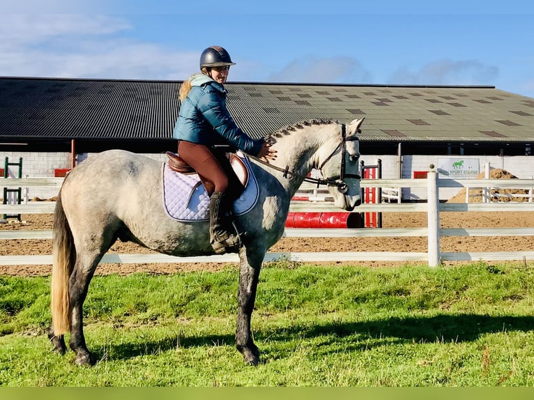 Connemara Caballo castrado 4 años 152 cm Tordo in Mountrath