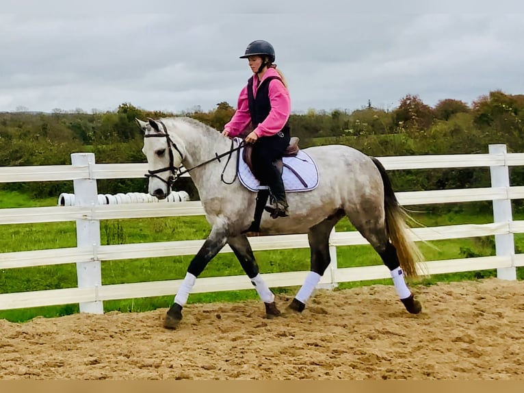 Connemara Caballo castrado 4 años 152 cm Tordo in Mountrath