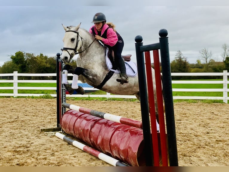 Connemara Caballo castrado 4 años 152 cm Tordo in Mountrath