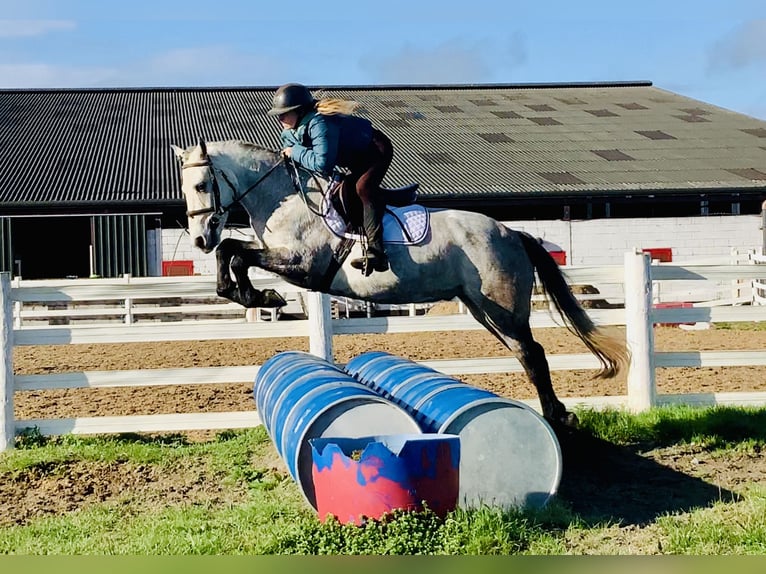 Connemara Caballo castrado 4 años 152 cm Tordo in Mountrath