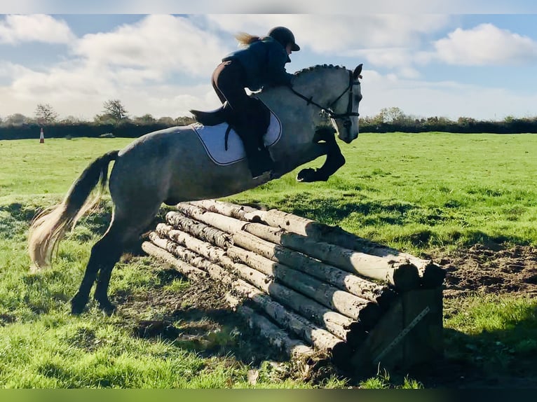Connemara Caballo castrado 4 años 152 cm Tordo in Mountrath