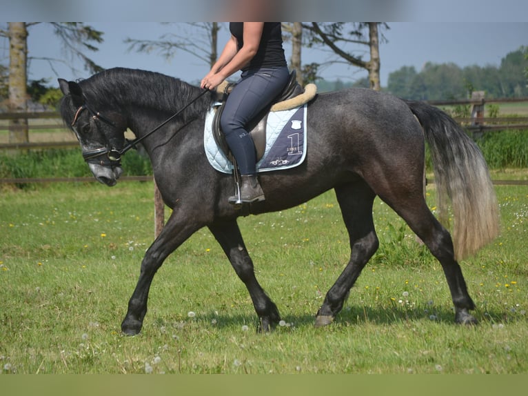 Connemara Caballo castrado 4 años 152 cm Tordo in Breda