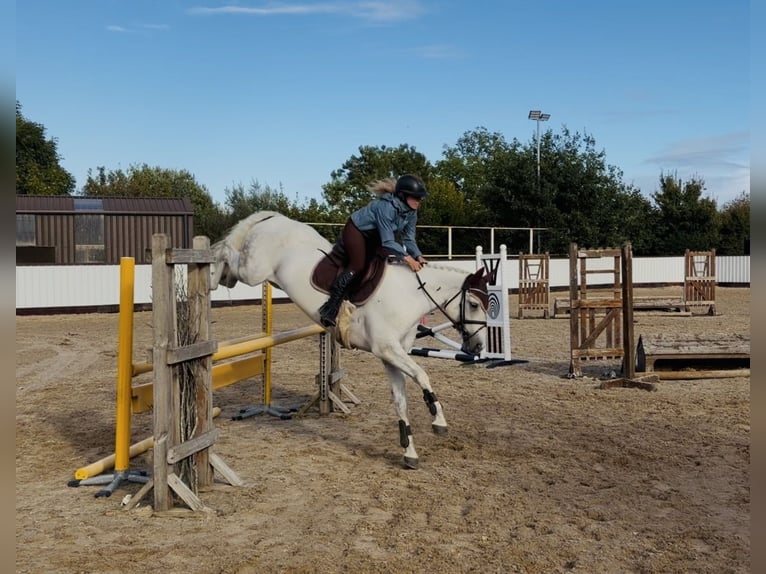 Connemara Caballo castrado 4 años 152 cm Tordo in Mountrath, Co. Laois
