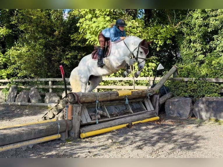 Connemara Caballo castrado 4 años 152 cm Tordo in Mountrath, Co. Laois