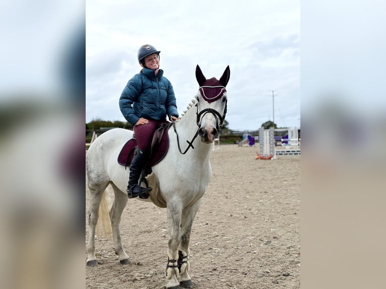 Connemara Caballo castrado 4 años 152 cm Tordo in Mountrath, Co. Laois