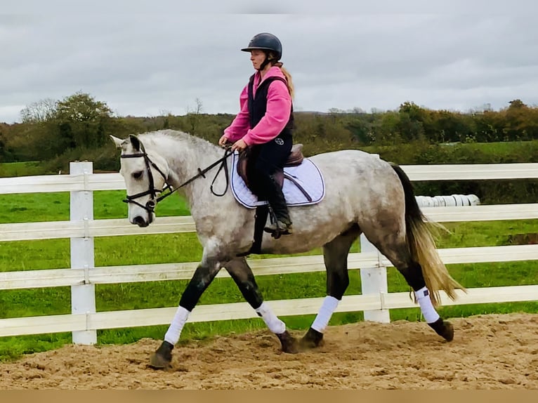 Connemara Caballo castrado 4 años 152 cm Tordo in Mountrath