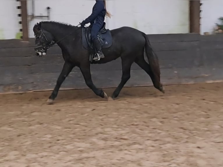 Connemara Caballo castrado 4 años 152 cm Tordo rodado in Burgdorf