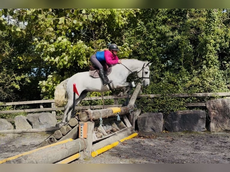 Connemara Caballo castrado 4 años 152 cm Tordo rodado in Mountrath, Co. Laois