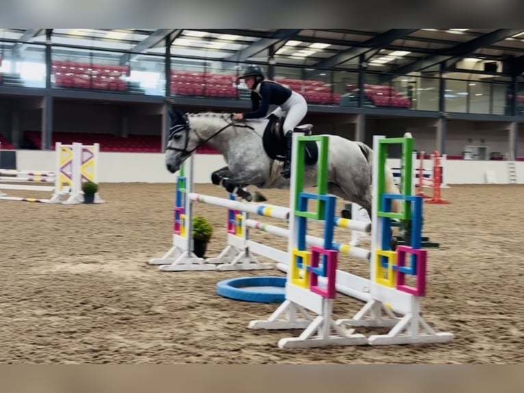 Connemara Caballo castrado 4 años 152 cm Tordo rodado in Mountrath, Co. Laois