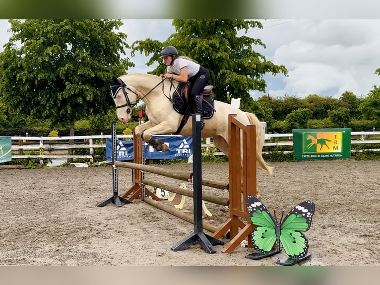 Connemara Caballo castrado 4 años 153 cm  in Mountrath, Co. Laois