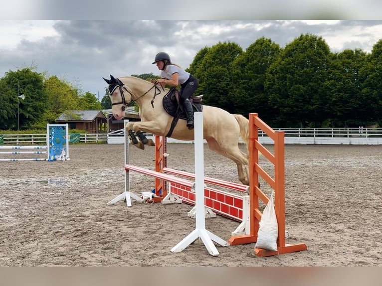 Connemara Caballo castrado 4 años 153 cm  in Mountrath, Co. Laois