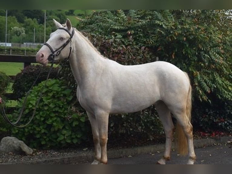 Connemara Caballo castrado 4 años 153 cm Cremello in Newry