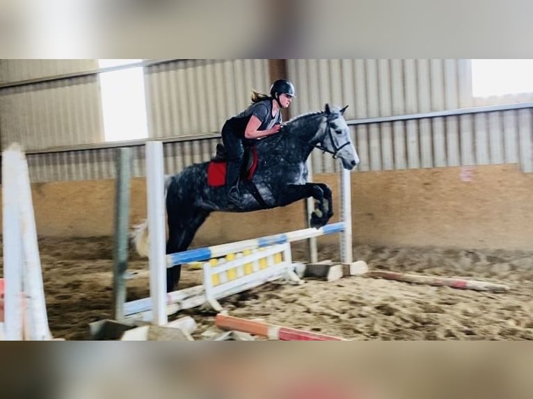 Connemara Caballo castrado 4 años 153 cm Tordillo negro in Sligo