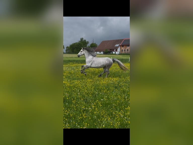 Connemara Caballo castrado 4 años 153 cm Tordo in Vellberg