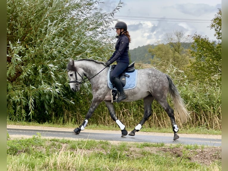 Connemara Caballo castrado 4 años 154 cm Musgo marrón in Lisberg