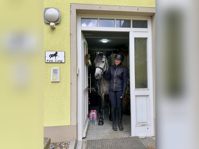 Connemara Caballo castrado 4 años 154 cm Musgo marrón in Lisberg