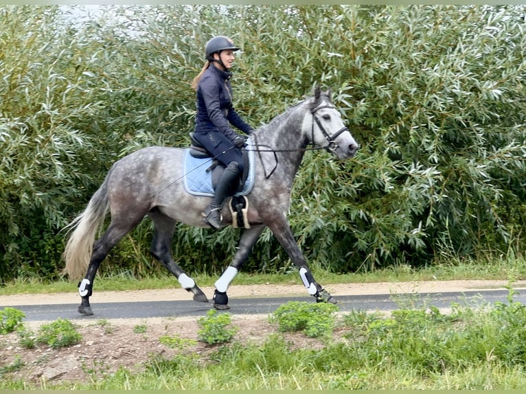 Connemara Caballo castrado 4 años 154 cm Musgo marrón in Lisberg