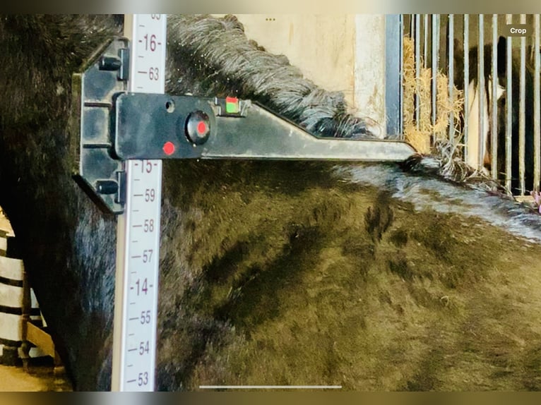 Connemara Caballo castrado 4 años 154 cm Tordo in Mountrath