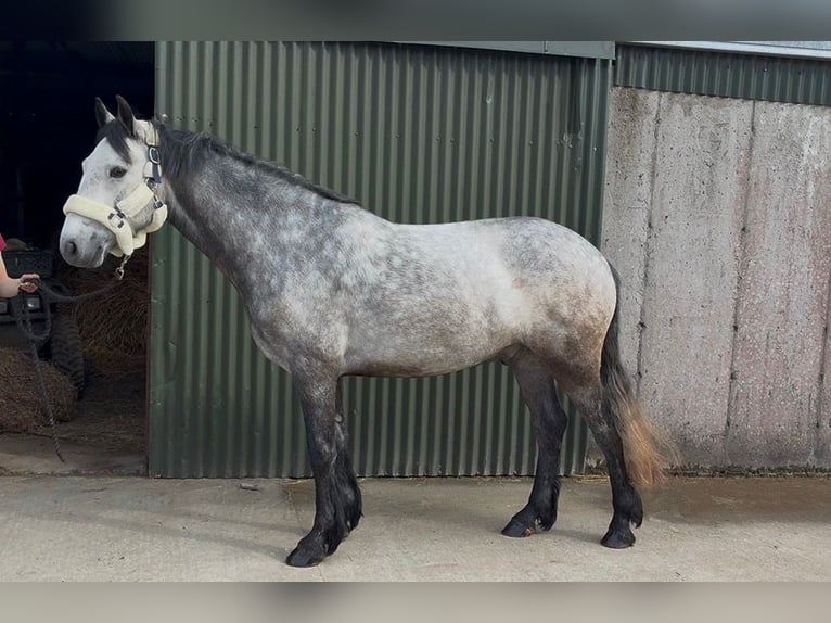 Connemara Caballo castrado 4 años 154 cm Tordo in Sligo