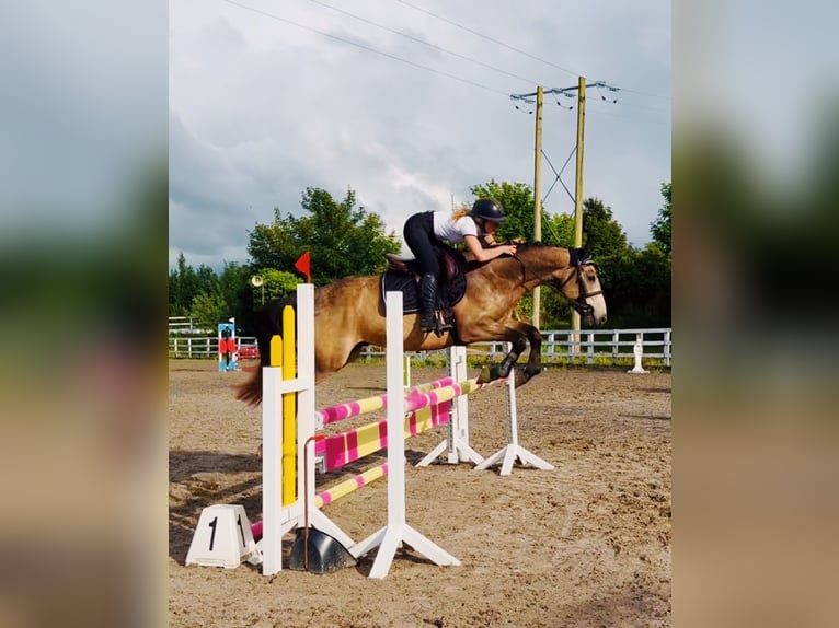 Connemara Caballo castrado 4 años 155 cm Bayo in Mountrath, Co. Laois