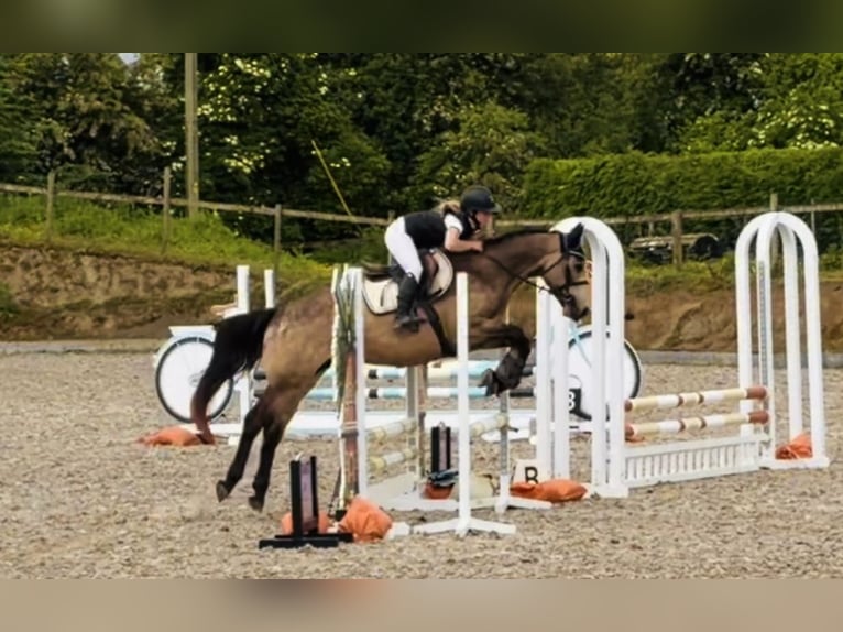 Connemara Caballo castrado 4 años 155 cm Bayo in Mountrath, Co. Laois