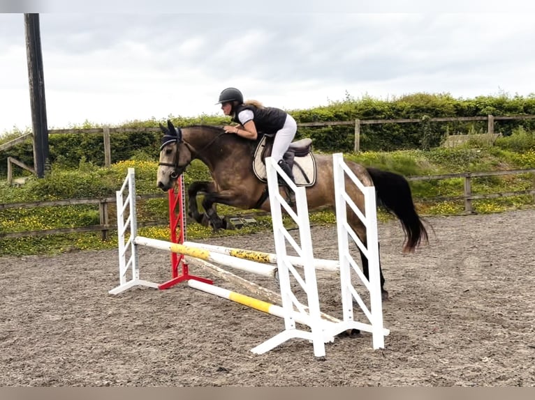 Connemara Caballo castrado 4 años 155 cm Bayo in Mountrath, Co. Laois