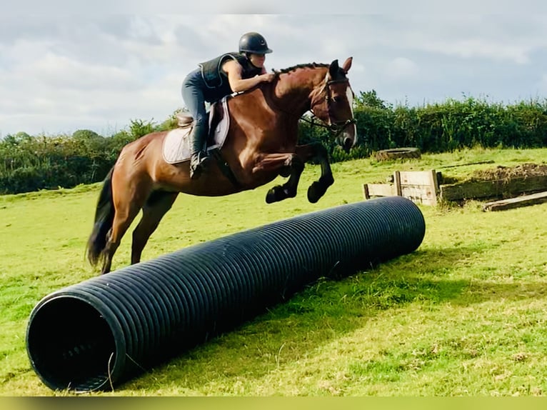 Connemara Caballo castrado 4 años 155 cm Castaño in Mountrath