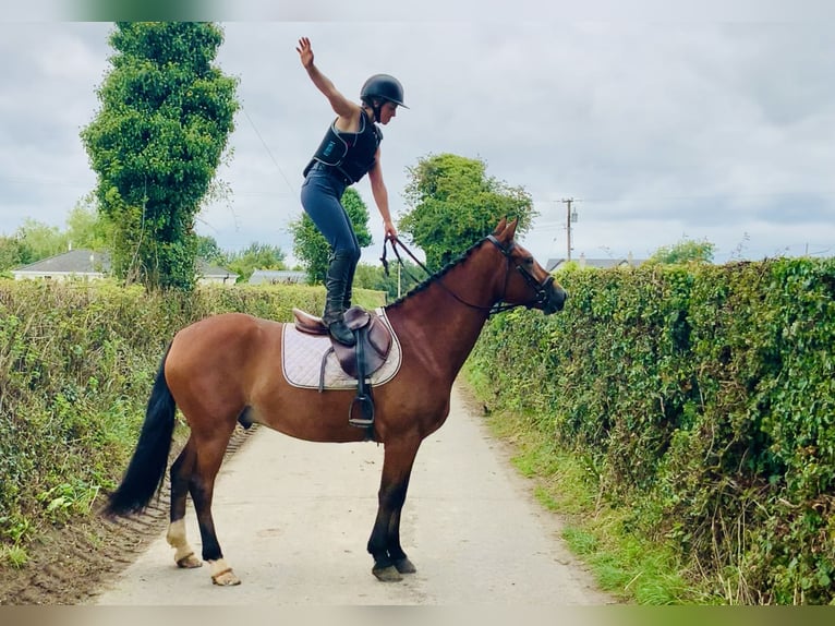 Connemara Caballo castrado 4 años 155 cm Castaño in Mountrath