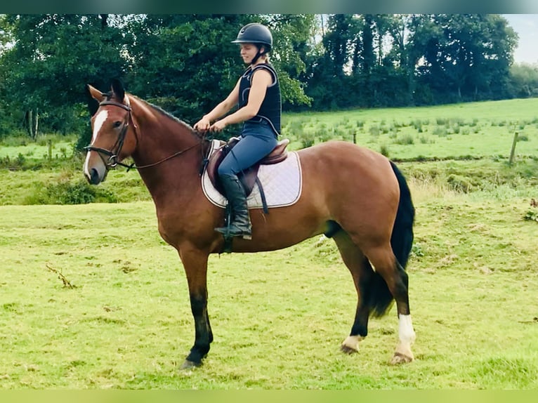 Connemara Caballo castrado 4 años 155 cm Castaño in Mountrath