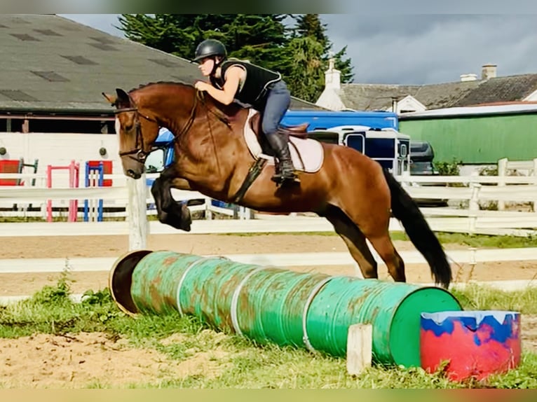 Connemara Caballo castrado 4 años 155 cm Castaño in Mountrath