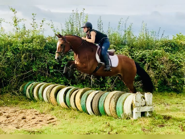 Connemara Caballo castrado 4 años 155 cm Castaño in Mountrath