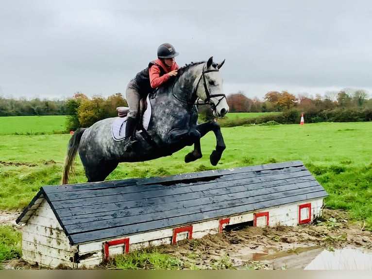 Connemara Caballo castrado 4 años 155 cm Tordo in Mountrath