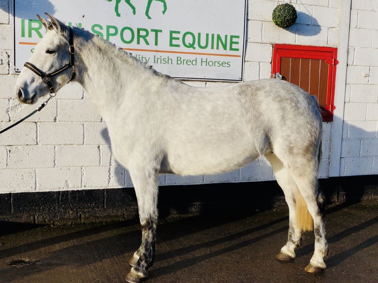 Connemara Caballo castrado 4 años 155 cm Tordo in Mountrath
