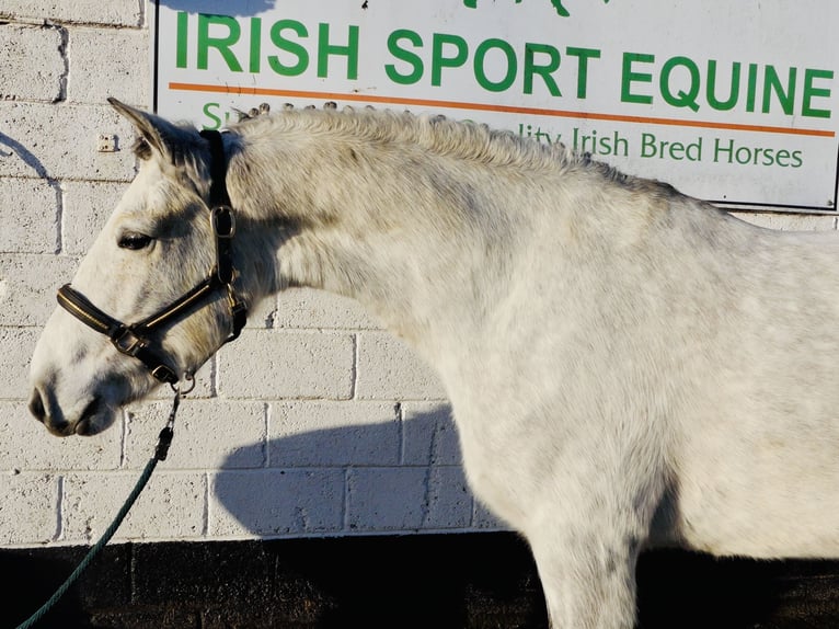 Connemara Caballo castrado 4 años 155 cm Tordo in Mountrath