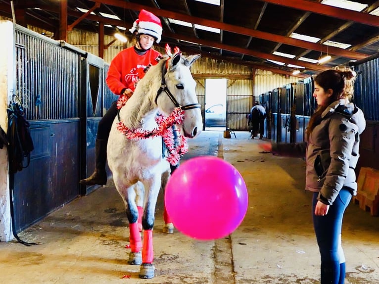 Connemara Caballo castrado 4 años 155 cm Tordo in Mountrath