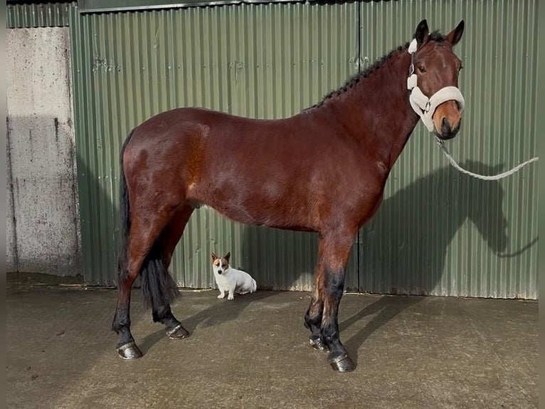 Connemara Caballo castrado 4 años 155 cm Tordo in Sligo