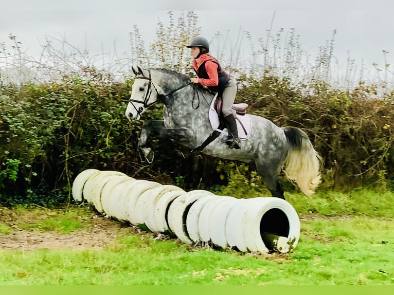 Connemara Caballo castrado 4 años 155 cm Tordo in Mountrath