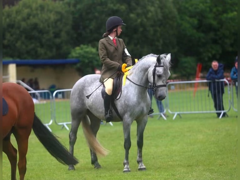 Connemara Caballo castrado 4 años 155 cm Tordo rodado in Sligo