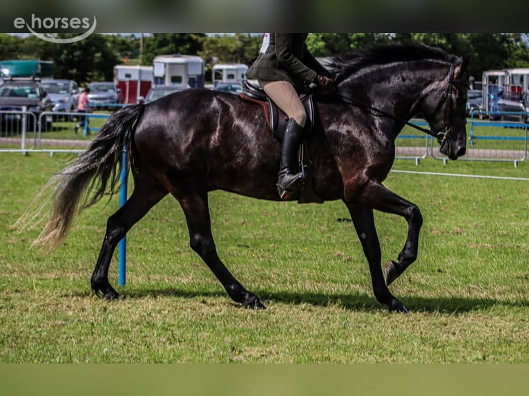 Connemara Caballo castrado 4 años 156 cm Tordo in Cork