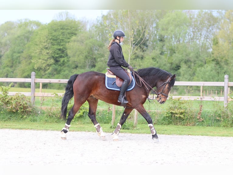 Connemara Caballo castrado 4 años 157 cm Castaño in Pepingen