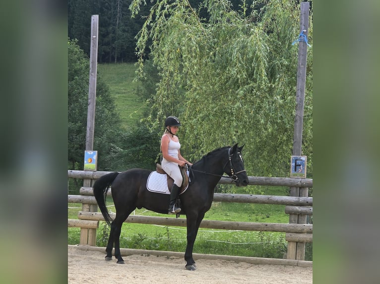 Connemara Caballo castrado 4 años 158 cm Negro in Gußwerk