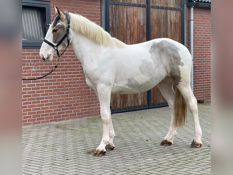 Connemara Mestizo Caballo castrado 4 años 160 cm Pío in Zieuwent